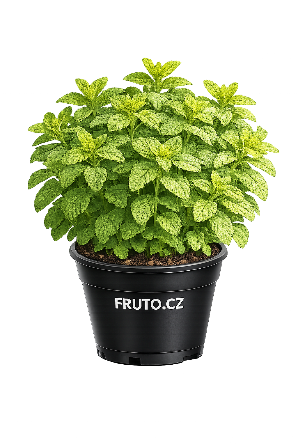 Máta citrusová